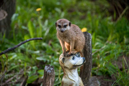 The meerkat is a rather small representative of the mongoose. The coat color of this mammal is orange-brown. The fur is quite long and fluffy, and the fur on the belly and chest is short. It has a patの写真素材