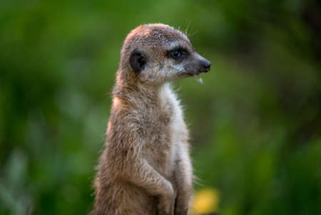 The meerkat is a rather small representative of the mongoose. The coat color of this mammal is orange-brown. The fur is quite long and fluffy, and the fur on the belly and chest is short. It has a patの写真素材