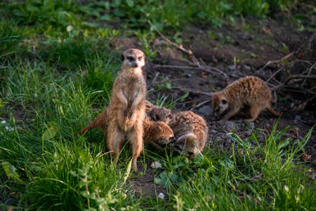 The meerkat is a rather small representative of the mongoose. The coat color of this mammal is orange-brown. The fur is quite long and fluffy, and the fur on the belly and chest is short. It has a patの写真素材