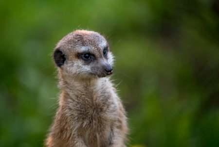 The meerkat is a rather small representative of the mongoose. The coat color of this mammal is orange-brown. The fur is quite long and fluffy, and the fur on the belly and chest is short. It has a patの写真素材