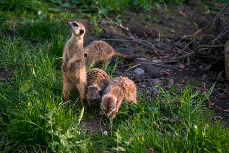 The meerkat is a rather small representative of the mongoose. The coat color of this mammal is orange-brown. The fur is quite long and fluffy, and the fur on the belly and chest is short.の写真素材