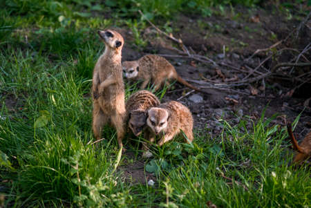 The meerkat is a rather small representative of the mongoose. The coat color of this mammal is orange-brown. The fur is quite long and fluffy, and the fur on the belly and chest is short.の写真素材