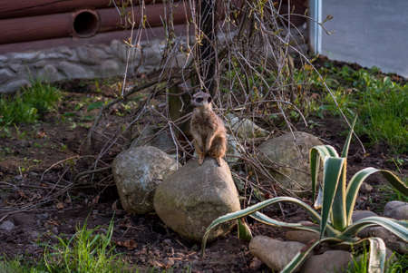 The meerkat is a rather small representative of the mongoose. The coat color of this mammal is orange-brown. The fur is quite long and fluffy, and the fur on the belly and chest is short.の写真素材