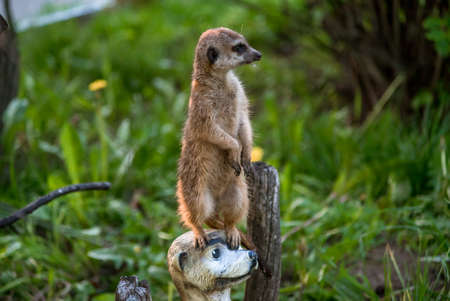 The meerkat is a rather small representative of the mongoose. The coat color of this mammal is orange-brown. The fur is quite long and fluffy, and the fur on the belly and chest is short.の写真素材