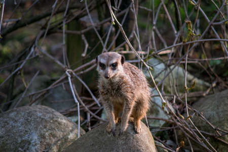 The meerkat is a rather small representative of the mongoose. The coat color of this mammal is orange-brown. The fur is quite long and fluffy, and the fur on the belly and chest is short.の写真素材