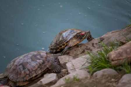 Sleeping turtles on the stones at the zooの写真素材