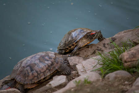 Sleeping turtles on the stones at the zooの写真素材