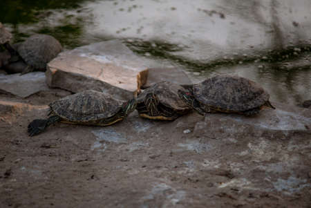 Sleeping turtles on the stones at the zooの写真素材