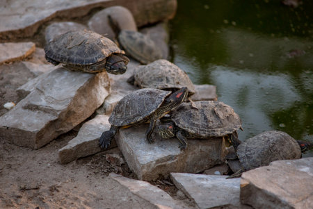 Sleeping turtles on the stones at the zooの写真素材