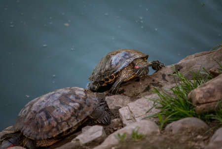 Sleeping turtles on the stones at the zooの写真素材