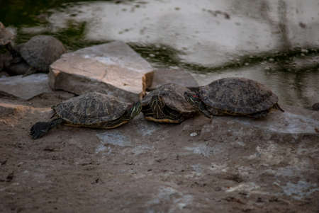 Sleeping turtles on the stones at the zooの写真素材