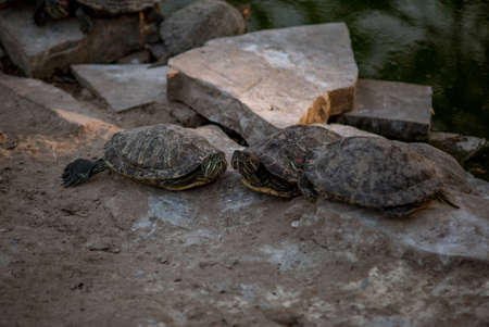 Sleeping turtles on the stones at the zooの写真素材