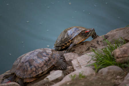 Sleeping turtles on the stones at the zooの写真素材
