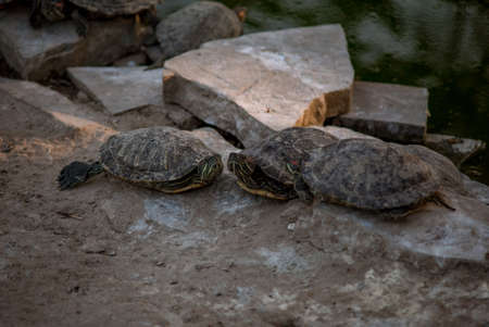 Sleeping turtles on the stones at the zooの写真素材