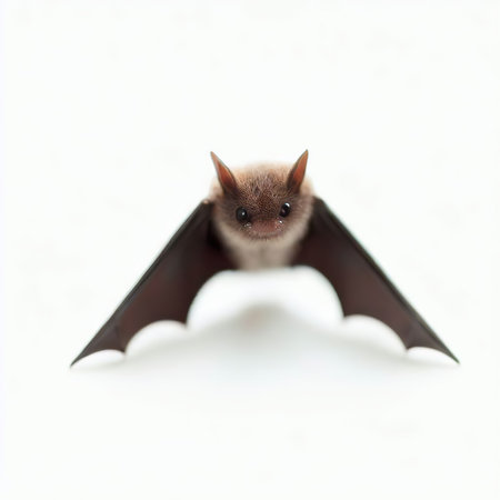 Bat on a white background. Bat isolated on a white background.の素材