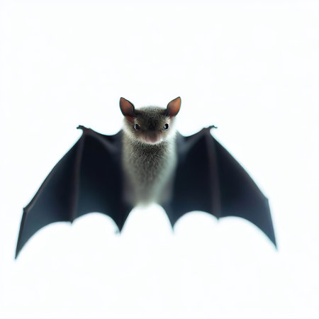 Bat isolated on white background. Funny bat on a white background.の素材