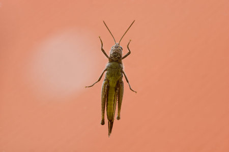 Grasshopper sitting on a glass