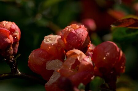Quince flowers with raindrops in sunlightの写真素材