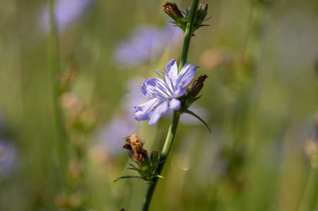 Chicory flowerの写真素材