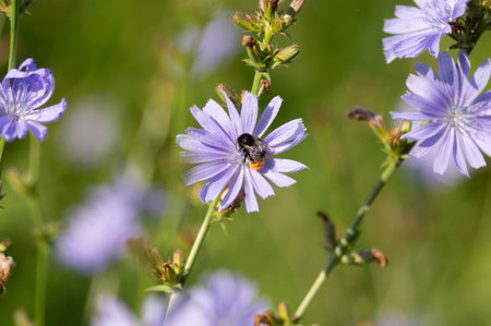 Bumbleebee on chicory flowerの写真素材