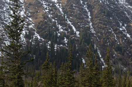 Ala-Archa river wooded mountain gorge