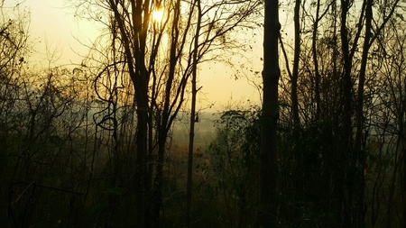 Light from the forestの素材