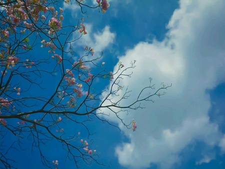 treeの素材