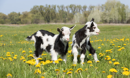 two young funny goats in dandelionsの写真素材