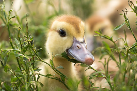 Cute little duck on the grassの写真素材