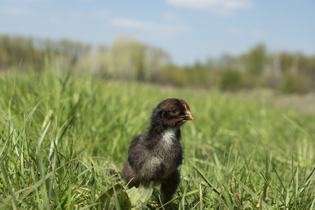 Black cute chickenの写真素材