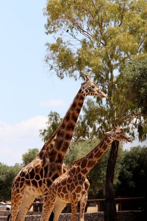 Portrait of two giraffes in a zooの写真素材