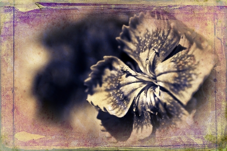 Vintage flower art illustrationの写真素材