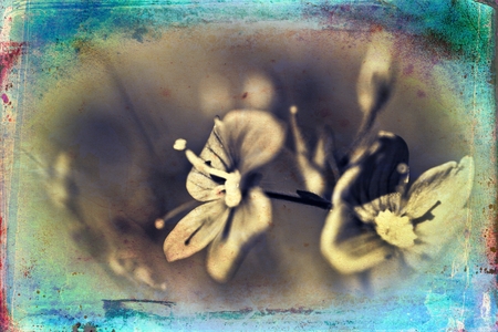 Vintage flower art illustrationの写真素材