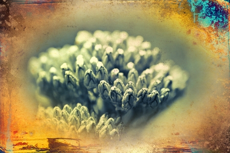 Vintage flower art illustrationの写真素材