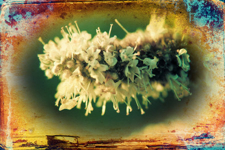 Vintage flower art illustrationの写真素材