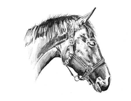 freehand horse head pencil drawingの写真素材