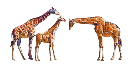 Giraffe isolated on white backgroundの写真素材