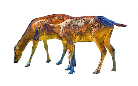 Deer isolated on white backgroundの写真素材