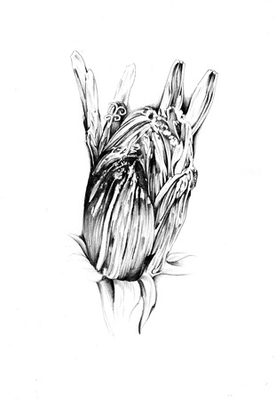 Flower drawing art illustrationの写真素材