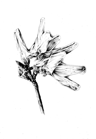 Flower drawing art illustrationの写真素材