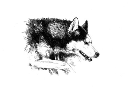 Funny dog ??art illustration