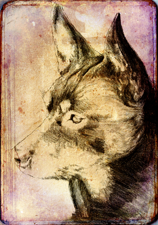 Funny dog ??illustration on vintage backgroundの写真素材