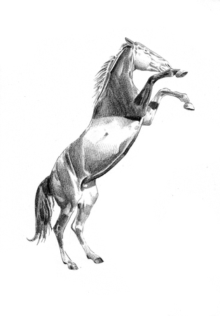 freehand horse head pencil drawingの写真素材