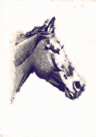 freehand horse head pencil drawingの写真素材