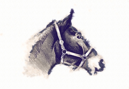freehand horse head pencil drawingの写真素材