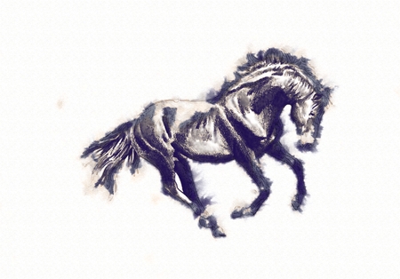 freehand horse head pencil drawingの写真素材