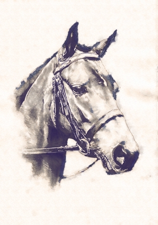 freehand horse head pencil drawingの写真素材