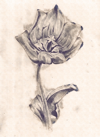 Flower drawing art illustrationの写真素材