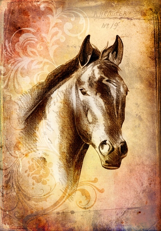freehand horse head pencil drawingの写真素材