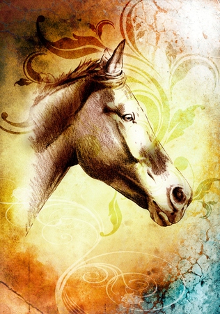 freehand horse head pencil drawingの写真素材